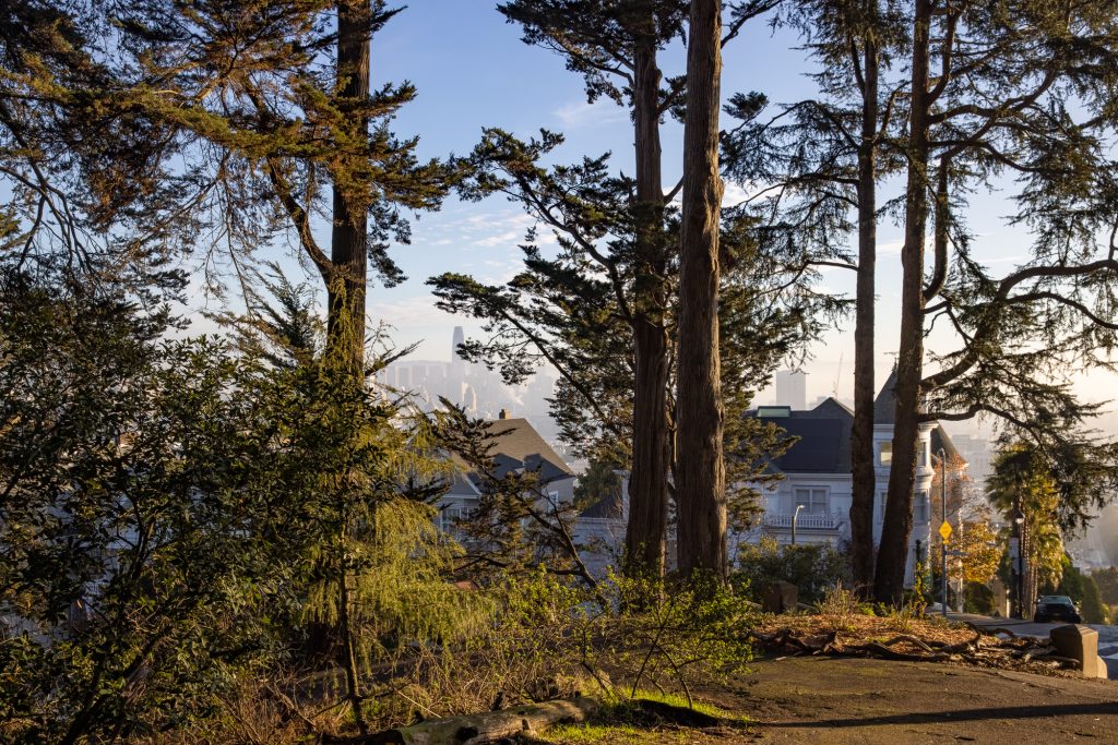 Looking through the trees in Buena Vista Park at Ambassador Hormel's home and downtown