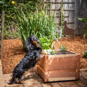 Paris "Gardening" in the Backyard