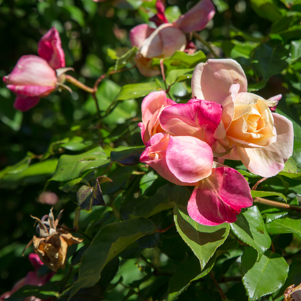 Roses in the backyard