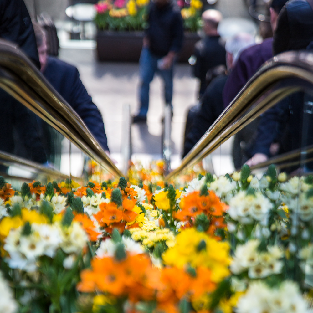 Flowers between escalators 