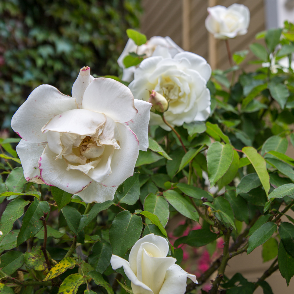 Roses in the front planter.