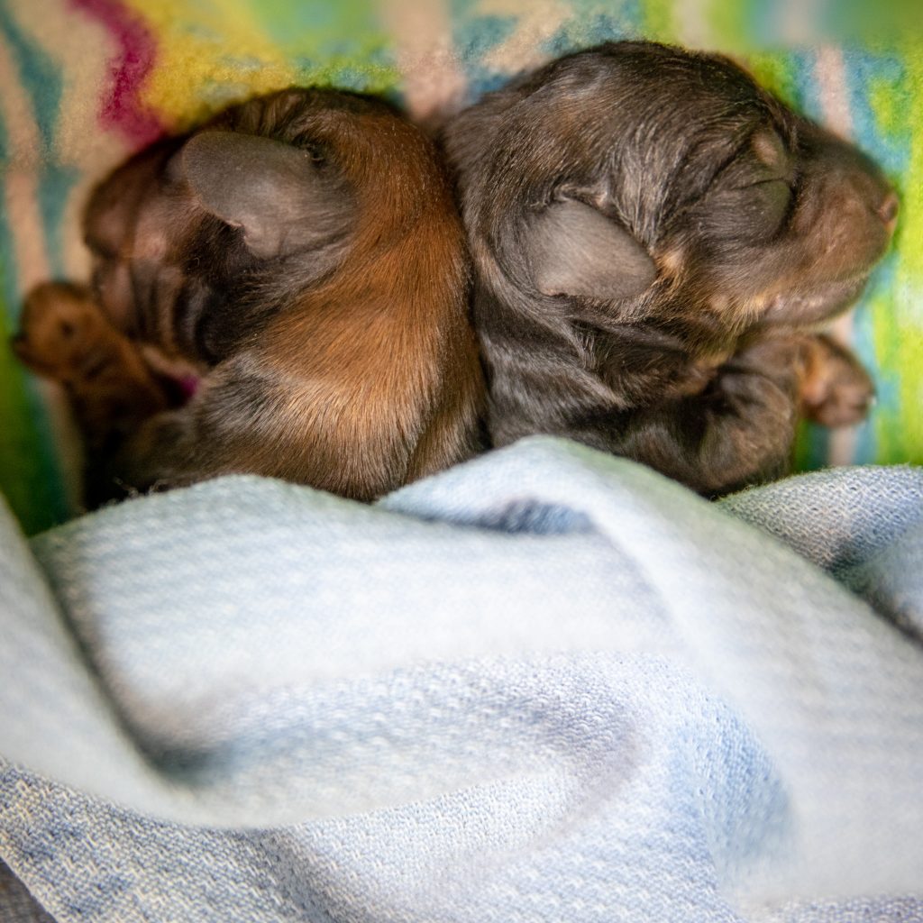 https://ozdachs.smugmug.com/Dachshunds/Zeniths-Puppies/